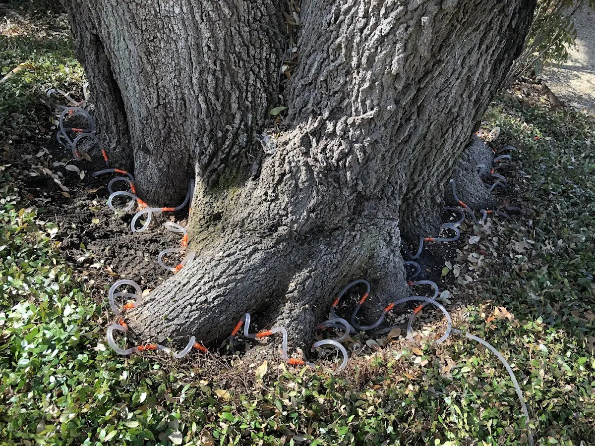Detailed Tree Cabling and Bracing job site in Tokio