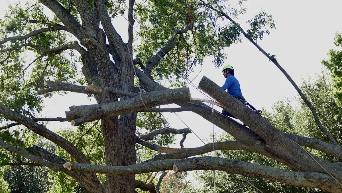 Professional Crown Thinning performed by certified arborists in Tokio